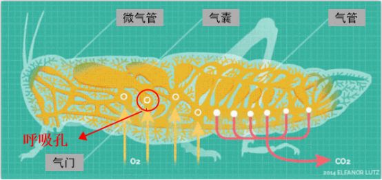 為什么蟑螂碰到洗發水會當場死亡？